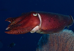 Raja Ampat 2016 - Sepia latimanus - Broadclub cuttlefish - Seiche - IMG_4261_rc